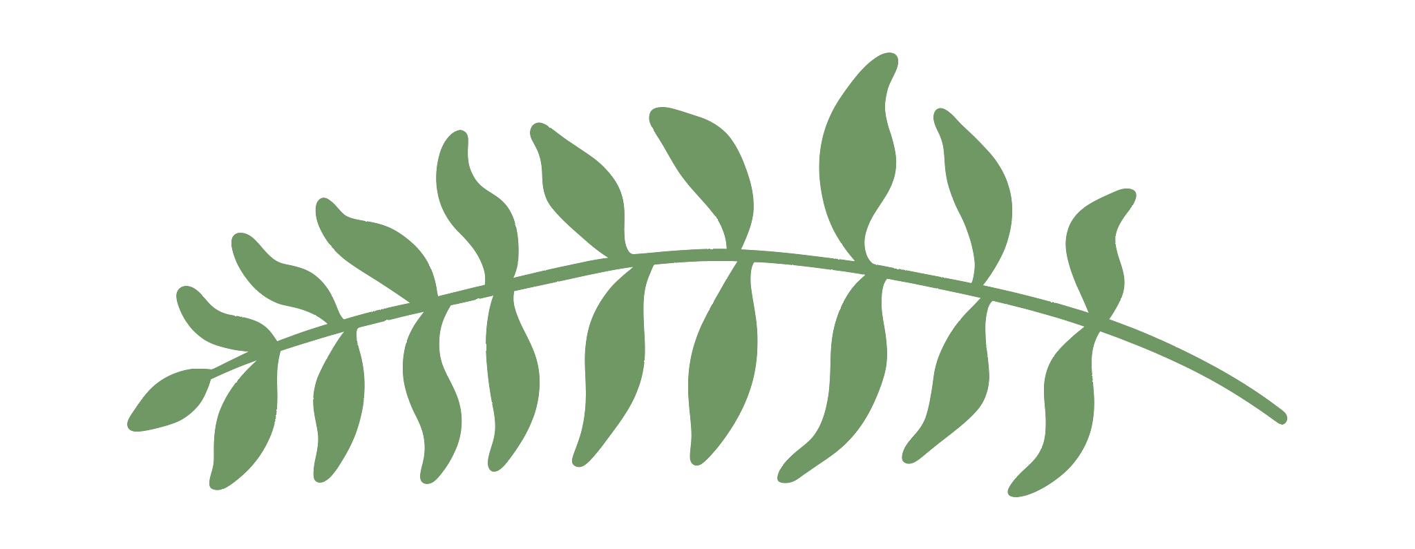 fern 2